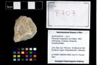 Foto (Objekt + Etikett) von Pithonoton marginatum (von Meyer, 1842)  (NHMW-GEO-2014-0194-0707)